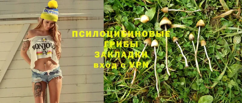 Галлюциногенные грибы Psilocybine cubensis  Дмитровск 